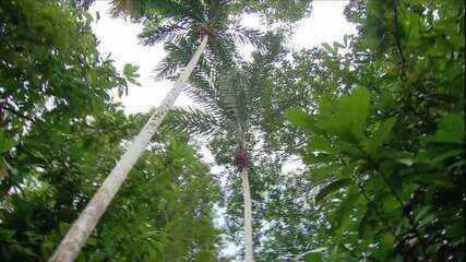 Cooperativa alia recuperação da floresta amazônica com cultivo de frutos nativos no Norte