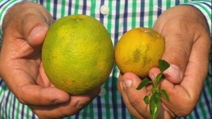 Produtores de laranja relatam alta incidência de inseto do greening em pomares