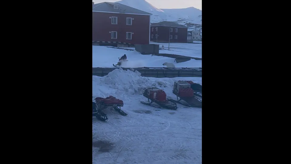 Homem escapa por pouco de ataque de urso polar em ilha norueguesa; veja