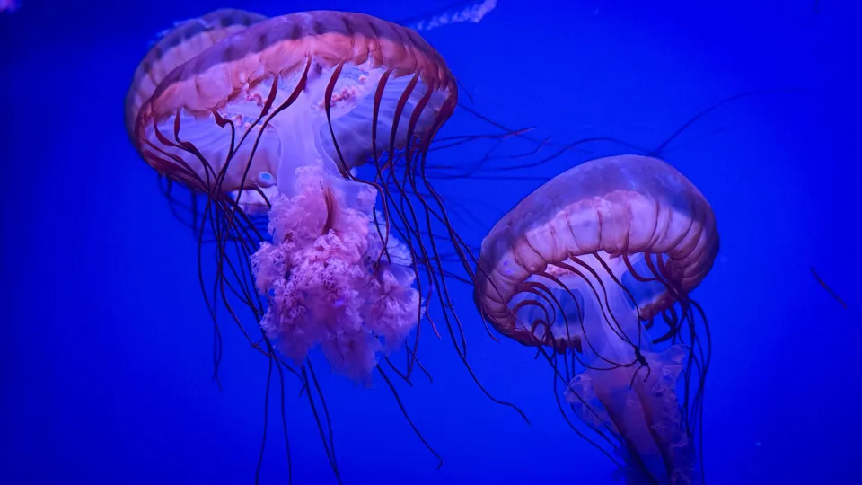 Animais que existiam na Pré-História e que ainda hoje vivem no mundo