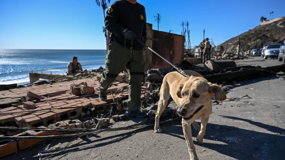 As inacreditáveis habilidades caninas: De detecção de COVID a Câncer