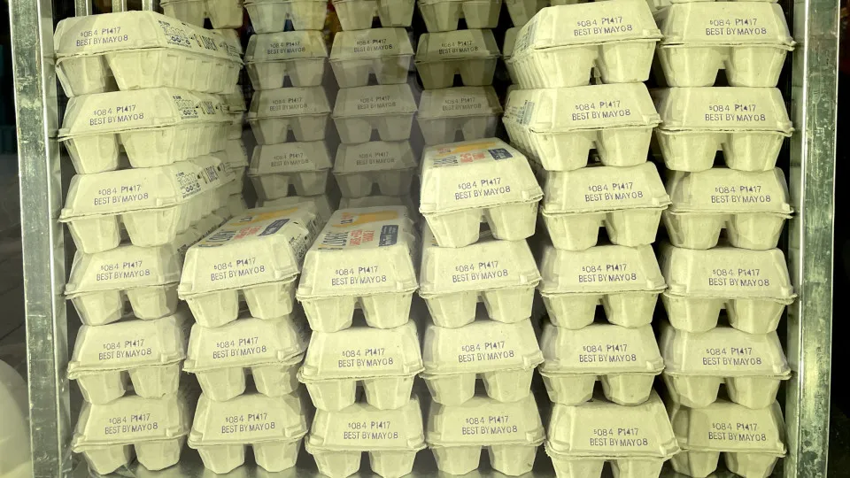 Gripe aviária: Uruguai flexibiliza restrição para importação de produtos avícolas do Brasil Gripe aviária: Uruguai flexibiliza restrição para importação de produtos avícolas do Brasil