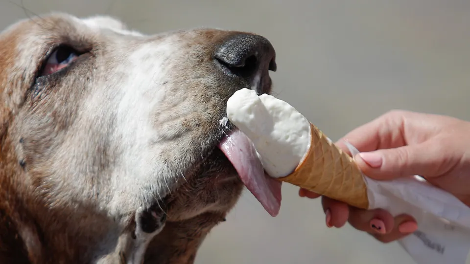 Os melhores e piores alimentos para dar ao seu cachorro