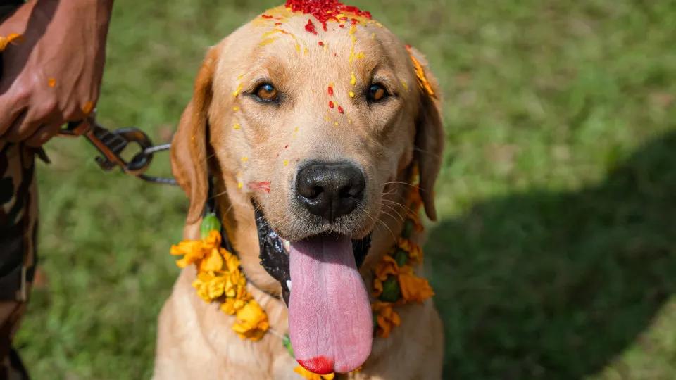 Quais animais ainda são sagrados e cultuados na religião?