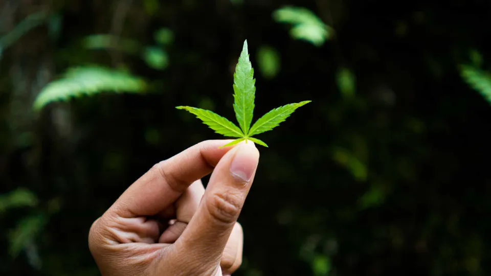 Uso de maconha em casa aumenta intoxicação de crianças expostas, mostra estudo Uso de maconha em casa aumenta intoxicação de crianças expostas, mostra estudo