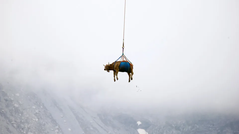 Vacas são retiradas de helicóptero de aldeia nos Alpes; assista