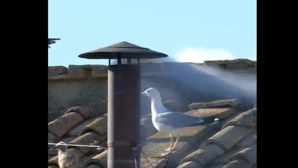 Vídeo mostra gaivota regurgitando rato antes do Habemus Papam
