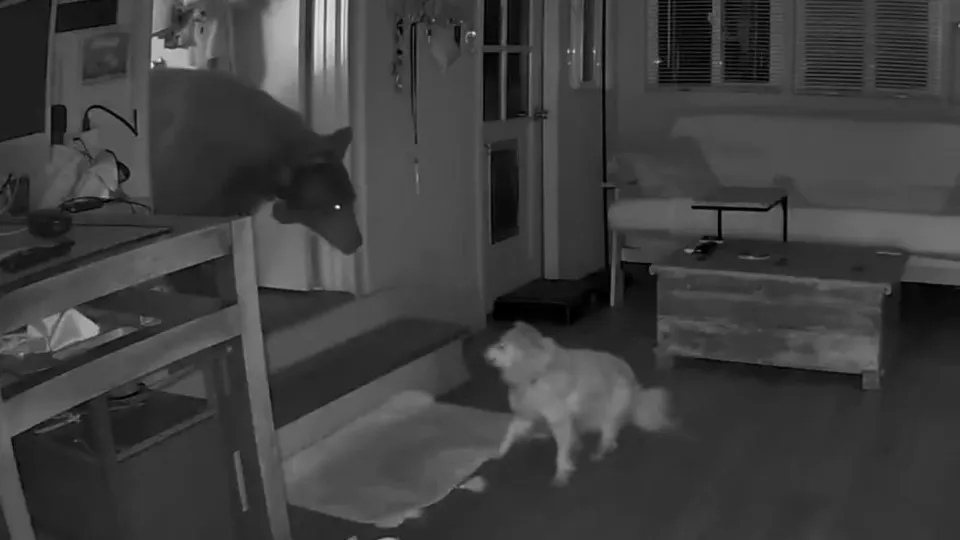 Cão idoso encara urso que invadiu casa enquanto dona dormia; veja