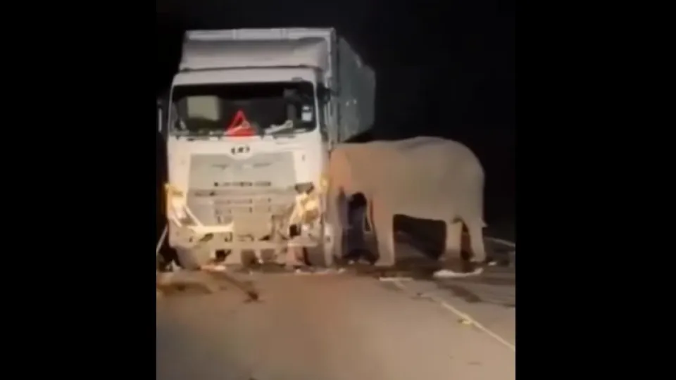 Elefante fica durante horas grudado ao caminhão que atropelou a sua cria