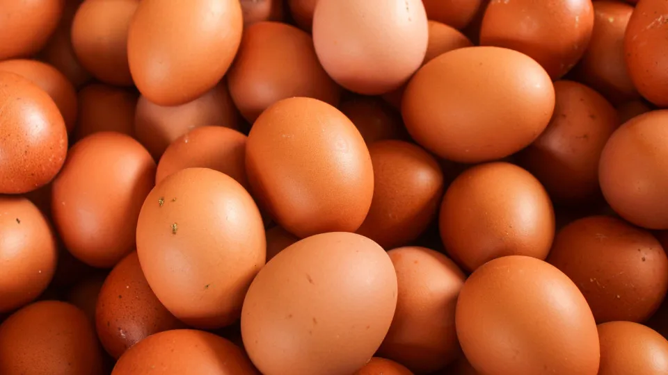 Exportações de ovos para os Estados Unidos crescem 996% em 2025