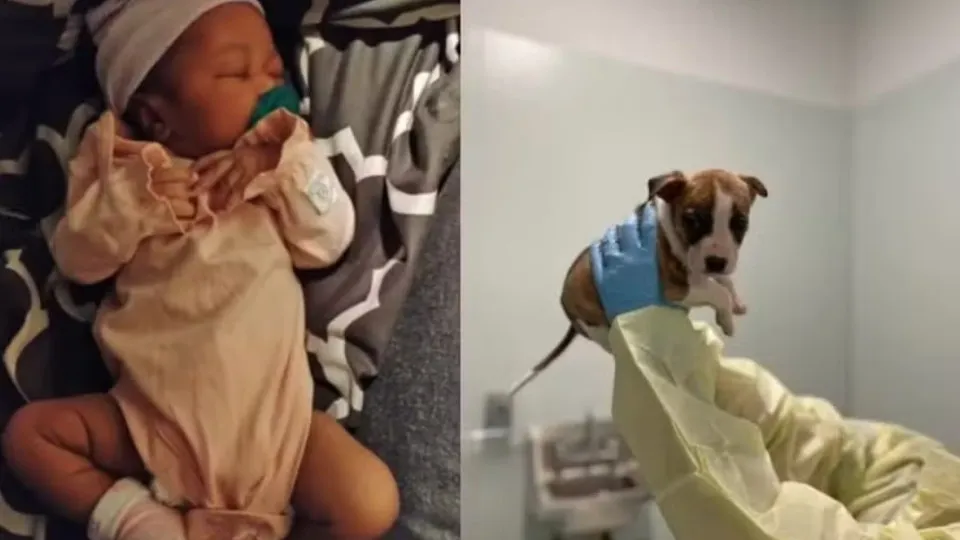 Nova York em choque: Filhote de pitbull come parte do rosto de bebê