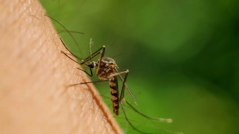Por que razão os mosquitos picam mais umas pessoas do que outras?