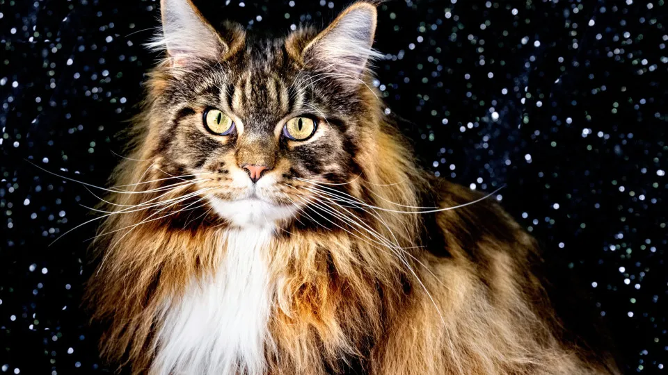 Segundo o seu signo, qual é o gato que mais combina com você?