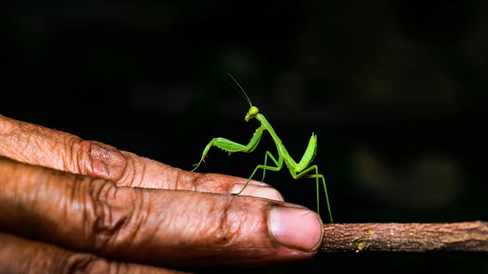 Animais que se alimentam de sua própria espécie