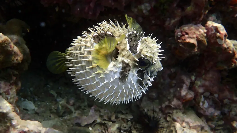 As criaturas mais perigosas do planeta