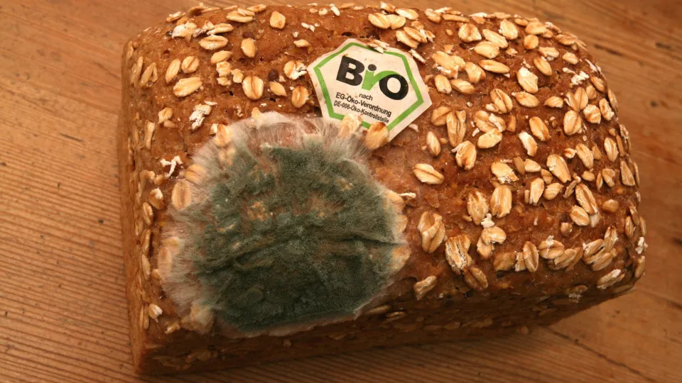 Consumir alimento com bolor faz mal? Veja o que diz especialista