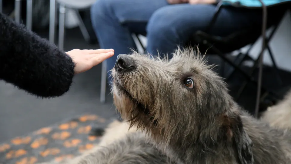 Doença de Parkinson tem um cheiro que alguns cães conseguem detectar