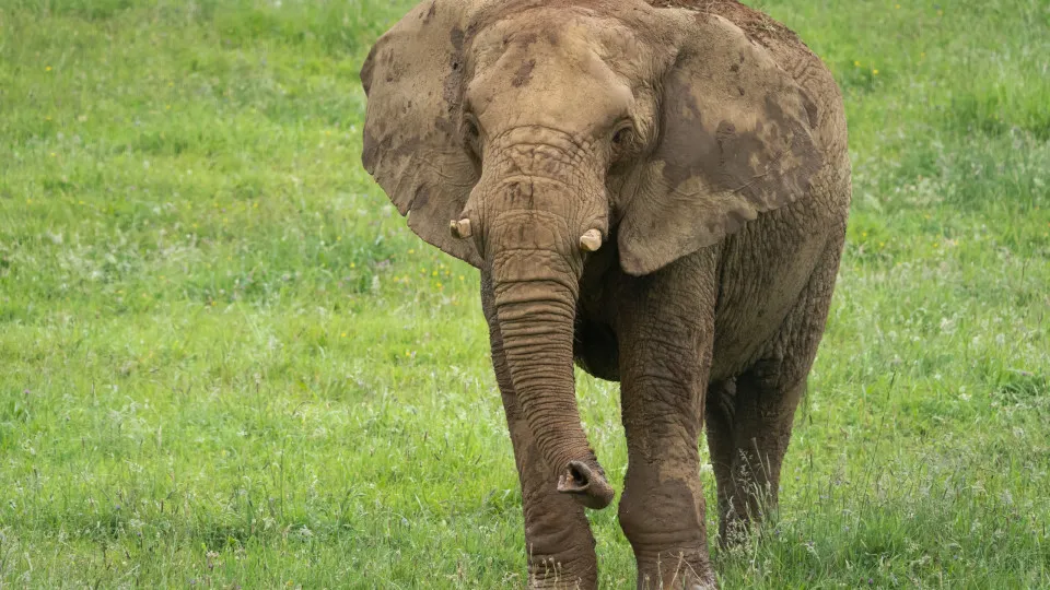Elefante mata duas turistas idosas em safari no parque nacional da Zâmbia