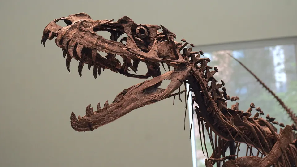 Fóssil de dinossauro é arrematado por R$ 170 milhões em leilão Fóssil de dinossauro é arrematado por R$ 170 milhões em leilão