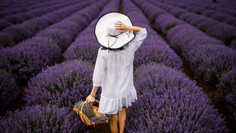 França se cobre de lavanda: onde ver os campos floridos em 2025