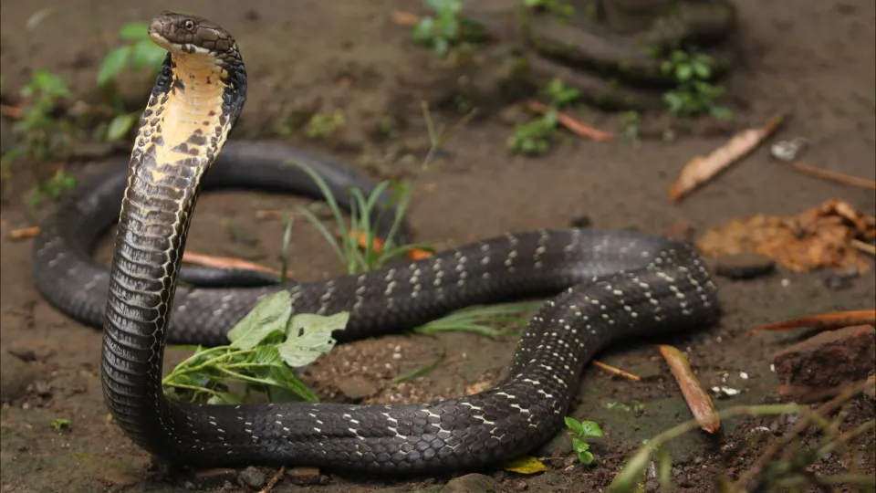 Menino de dois anos morde e mata cobra venenosa após ser atacado em casa