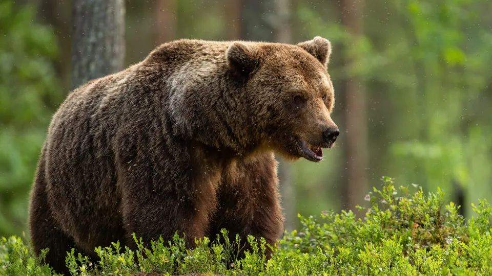 Turista italiano morre após ser atacado por urso em passeio na Romênia