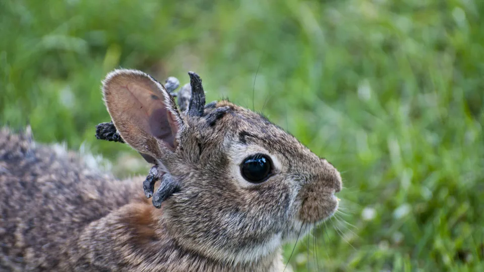 Coelhos ‘demônio’ nos EUA: realidade ou Inteligência Artificial?