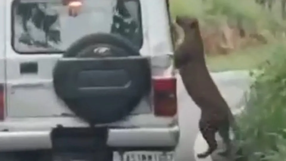 Menino é atacado por leopardo durante safari: “Lesões profundas”