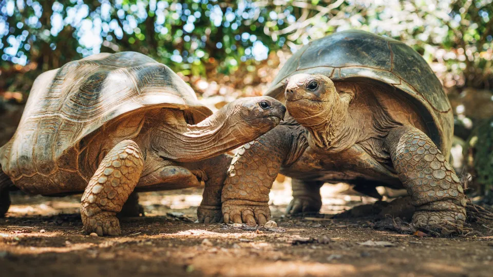 Por que os animais tem expectativas de vida tão diferentes Por que os animais tem expectativas de vida tão diferentes