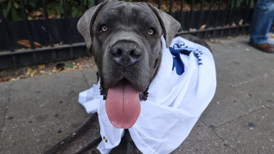 Tamanho do focinho afeta os anos de vida do seu cão