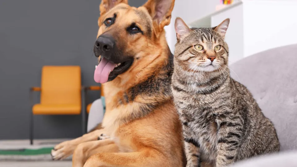 Casal indiano pede divórcio após brigas entre cão e gato de estimação