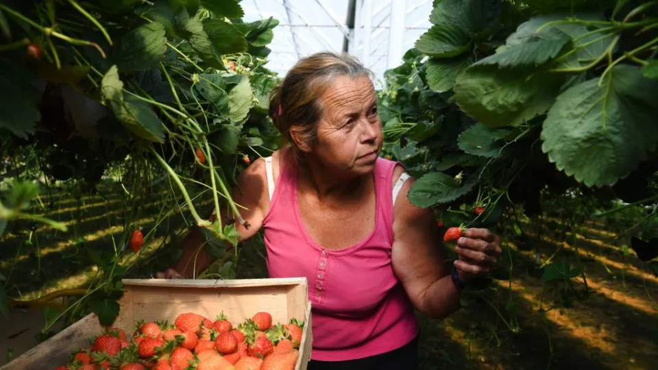 Comidas queridinhas que podem desaparecer em breve