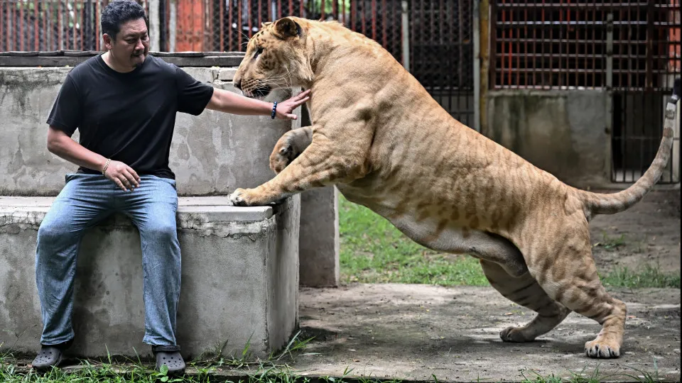 Tratador de zoológico é devorado por leões num parque de safári em Bangkok