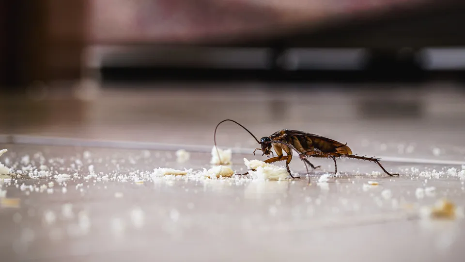 Baratas em casa? 3 métodos para se livrar desta praga de forma natural