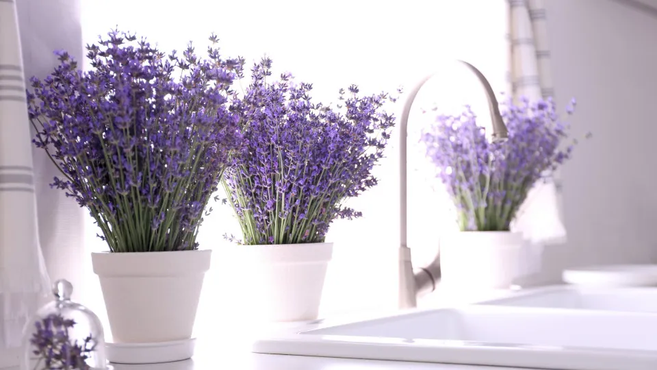 Conheça cinco plantas ‘repelentes’ que afastam os insetos de sua casa
