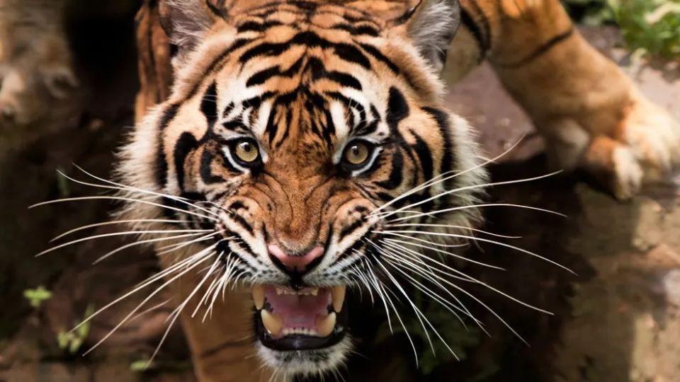 Países com os animais mais perigosos do mundo: Brasil surpreende