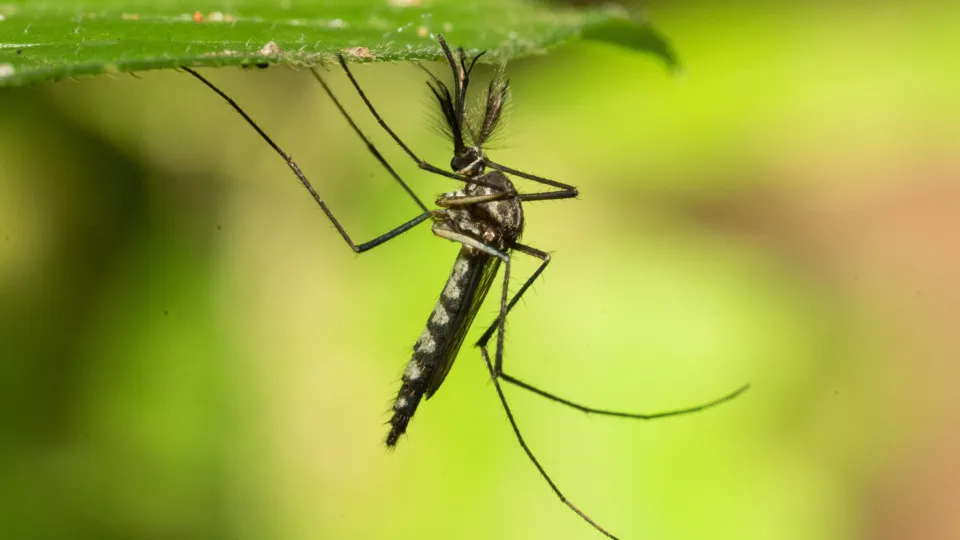 Europa bate recorde de doenças transmitidas por mosquitos