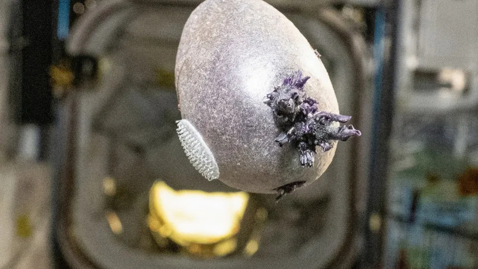 Astronauta mostra “batata alienígena” no espaço e viraliza Astronauta mostra “batata alienígena” no espaço e viraliza
